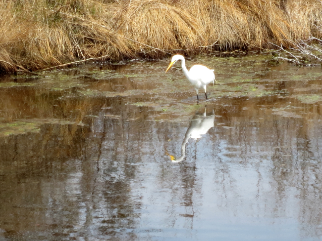 Great white egret reflected in wetlands of Assateague National Seashore