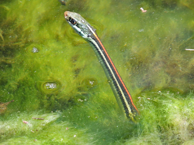 Western ribbon snake hunting tadpoles