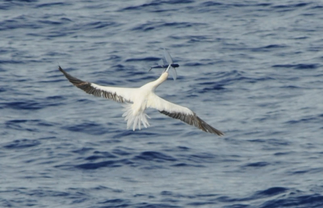 Booby catching flying fish on the wing