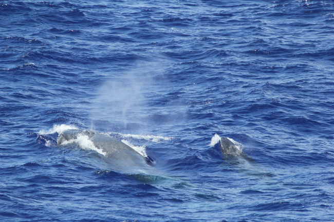 Bryde's Whale (Balaenoptera edeni) mother and calf 