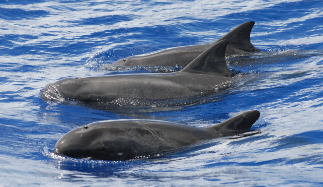 Pygmy killer whales (Feresa attenuata) off of Guam