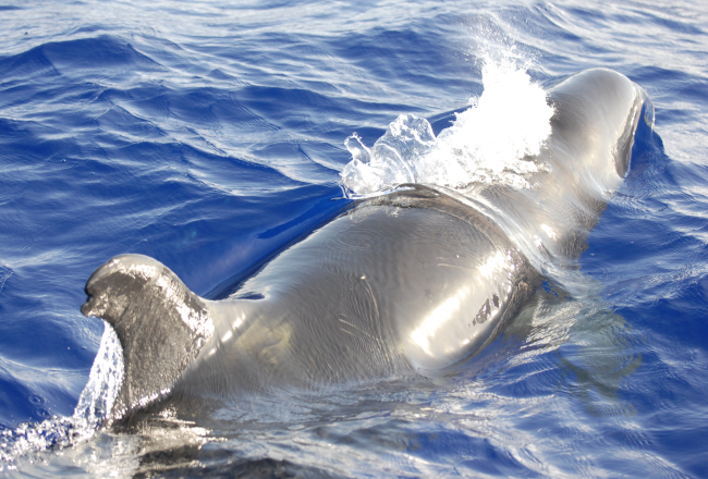 Adult false killer whale off Guam photographed prior to deploymentof satellite tag ID# 128887