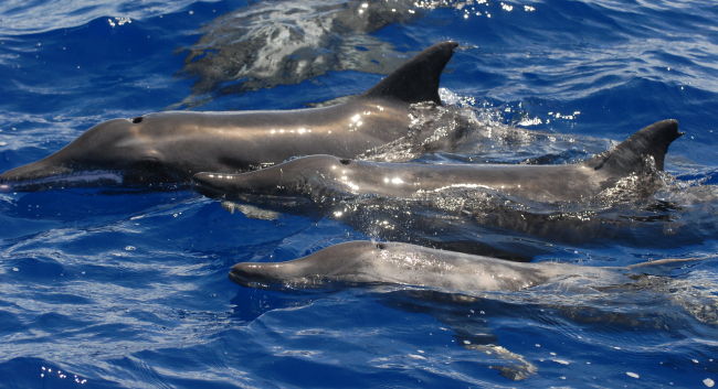 Rough-toothed dolphins photographed off of Aguijan