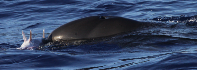 False killer whale grabbing a tuna on the surface of the water beforetaking it under