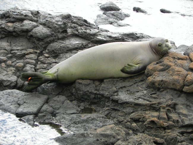 The mother of stillborn monk seal pup RNX1, RI37
