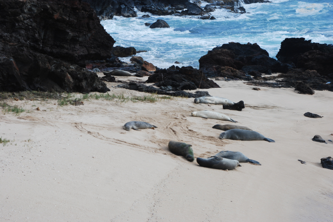 A rare large group of monk seals on a remote coast of Molokai