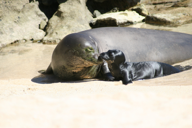 Adult female monk seal R5AY greets her  newborn pup RT10 on Oahu