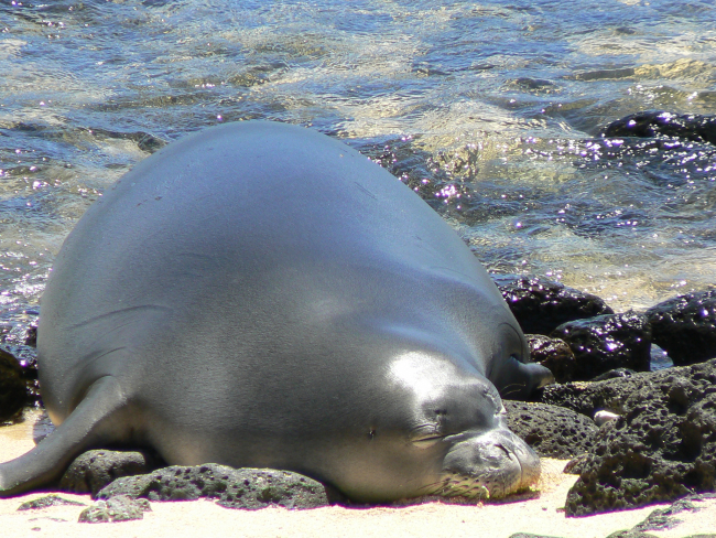 Recently weaned monk seal juvenile RK50 enjoys an idyllic slumber on theshores of Kalaupapa