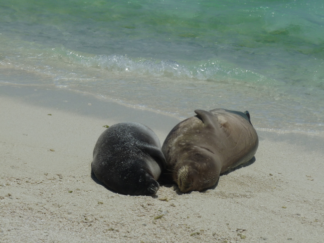 A depleted mother monk seal (right) and well-fed pup napping inthe days before weaning