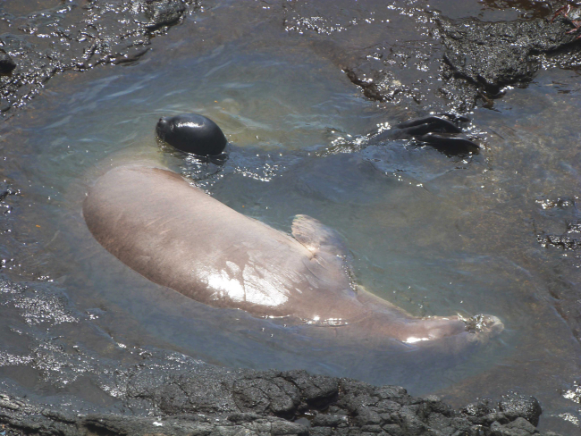 Monk seal and her pup on Mokumanamana
