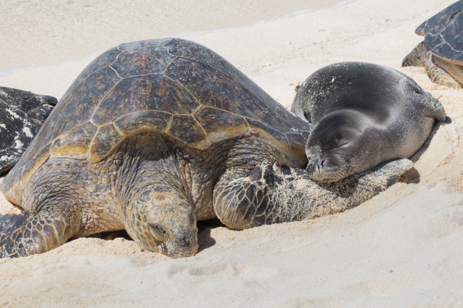 On the right, Ke Kai Ola rehab candidate, Hawaiian monk seal,AG18 also known as Ama'ama