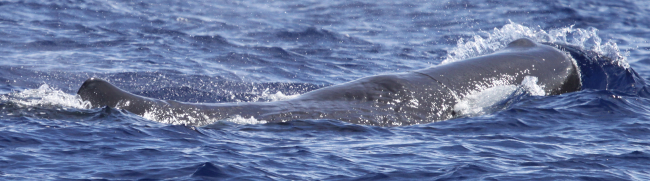Sperm whale photographed off Saipan
