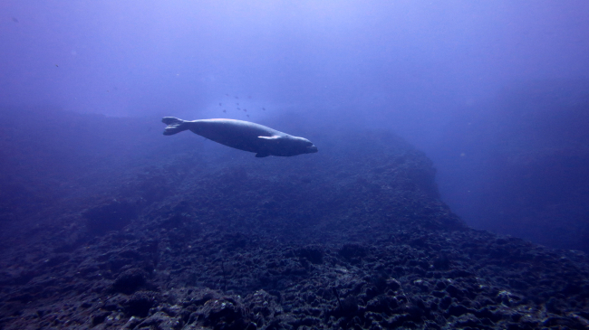 Monk seal swimming over reef