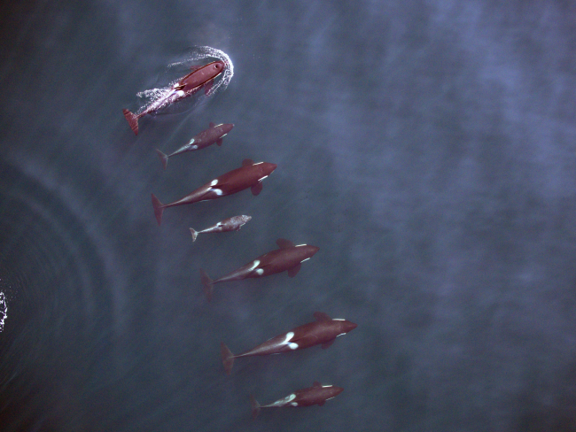 A northern-resident killer whale family as seen from UAV drone
