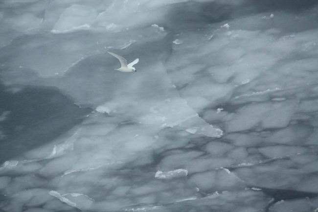 Snow petrel flying over sea ice during Antarctic winter