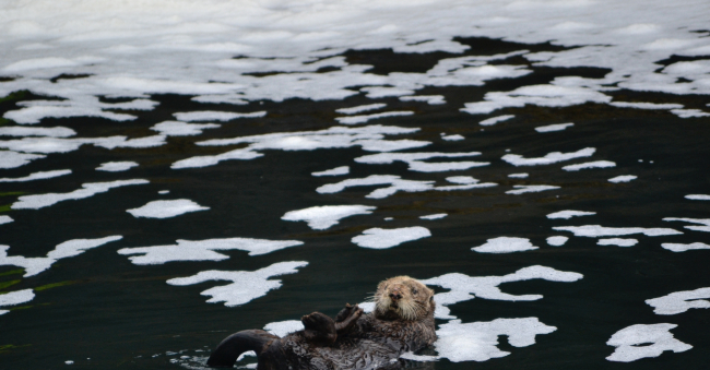 Sea otter in sea foam