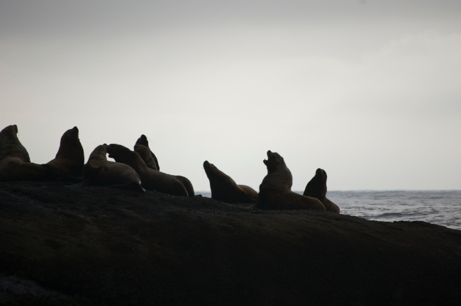 Sea lions silhouetted at dusk on an offshore rock