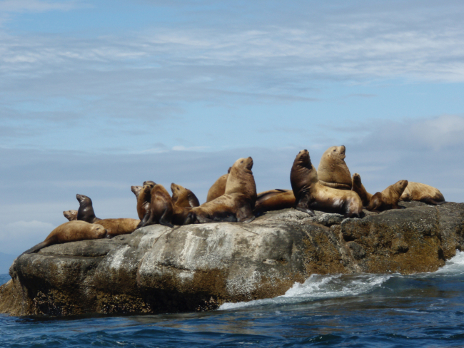 Sea lions at nearly high tide on an offshore rock