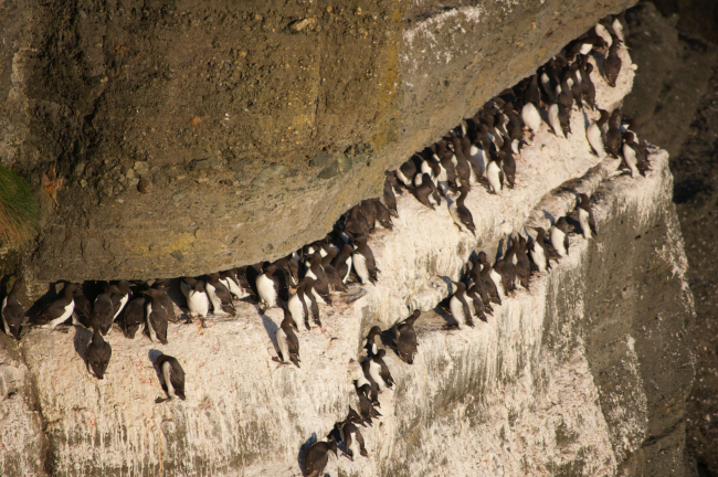 Common murres on the cliffs of Tatoosh Island