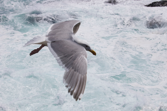 Remarkable shot from above of a glaucous gull flying over a foamy roughsea surface