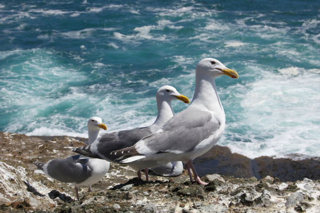 Glaucous gulls at the edge of a cliff