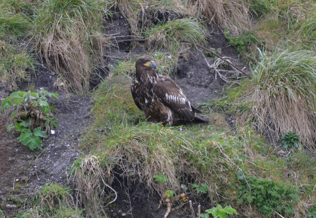 Golden eagle on the ground at Tatoosh Island