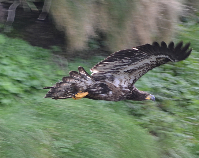 Remarkable photo of golden eagle in flight