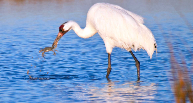 Great white heron? egret? plucking a blue crab out of the shallows for a tasty dinner