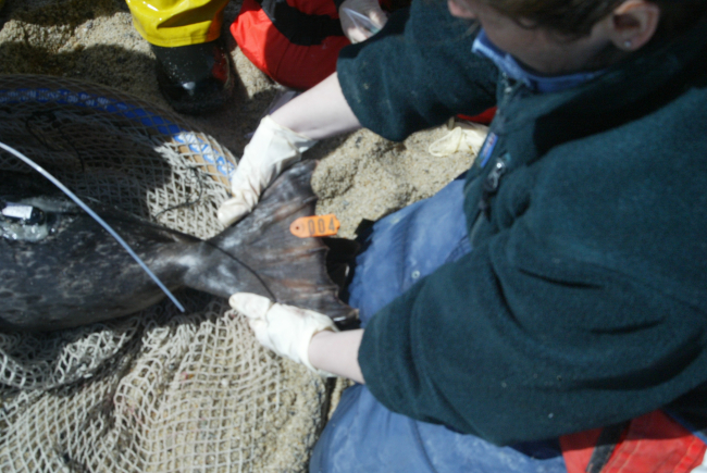 Scientists securing a satellite transmitter to a harbor seal in order to trackits movements