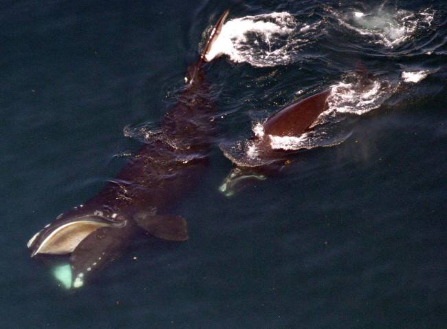 Right whale and calf - mother feeding