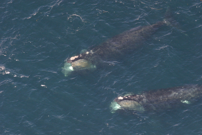 Right whales feeding