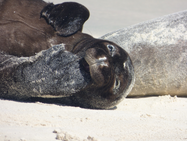 A monk seal napping on the beach