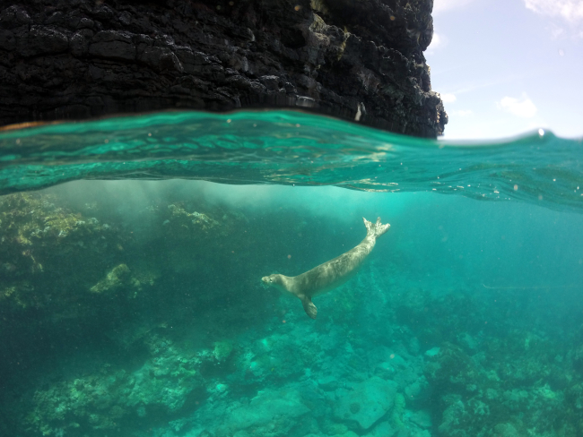 A magnificent photo of sea, swell, sky, a rock cliff, and a monk sealswimming over a coral reef bottom
