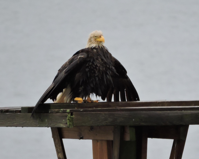 A bald eagle drying its feathers
