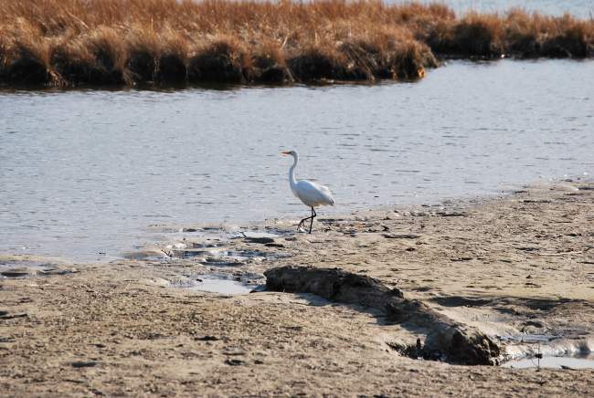A great egret looking for dinner at low tide