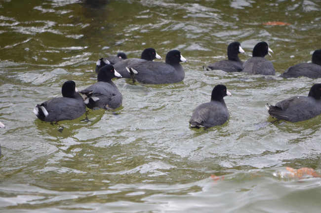 A flock of American coots