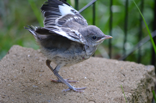 Perhaps a juvenile sparrow