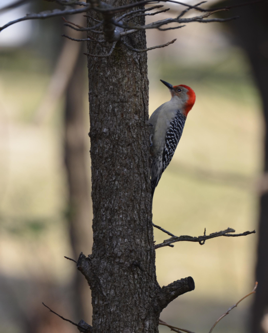A red-bellied woodpecker