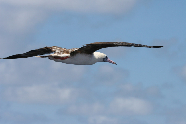 Red-footed Booby (Sula sula rubripes)