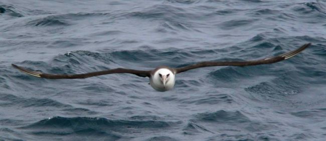 A Laysan albatross soars over the water, showing off a wingspan that canmeasure up to 203 centimeters (80 inches)