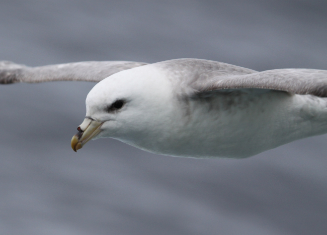 The northern fulmar nests in the Bering Sea but can sometimes be foundtraveling through the Chukchi borderland