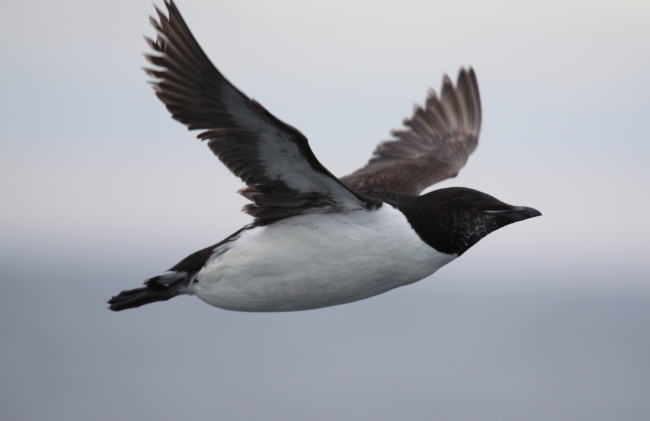 The thick-billed murre is a fish-eating species that nests along the Chukchicoastline
