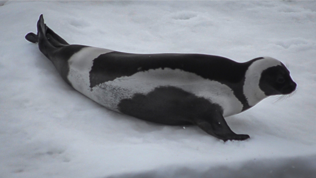 A beautiful ribbon seal rests on an ice floe