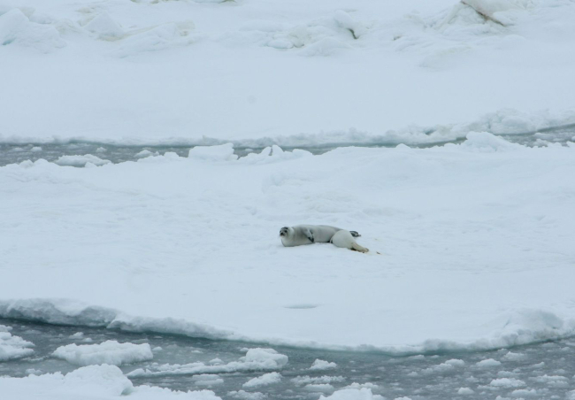 A mother ribbon seal nurses her pup on the ice pack