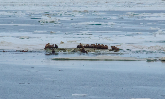A large herd of walrus use floating ice to haul out after swimming in Arcticwaters