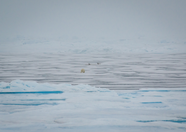 A polar bear attempting to ambush a pair of ribbon seals, which quickly slippedinto the water when the bear got too close