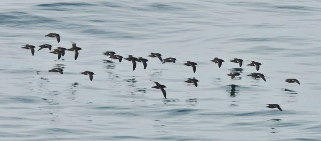 Short-tailed shearwaters travel from New Zealand to the Chukchi coastline inlate summer