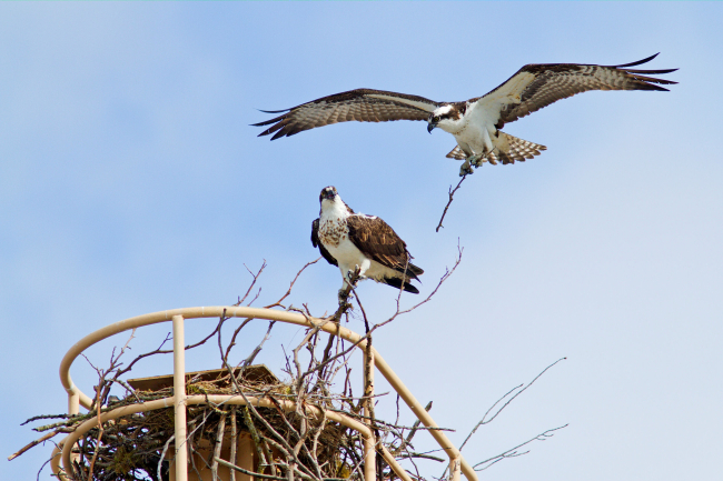 Osprey building a nest