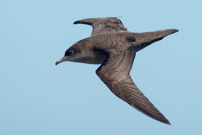 Sooty shearwater in flight