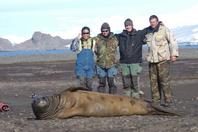 Satellite transmitter placed on head of cow elephant seal